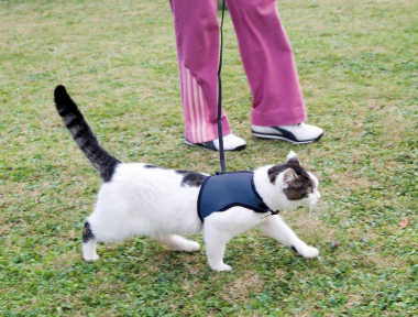 Ferplast Σαμαράκι Γάτας Jogging Extra Large